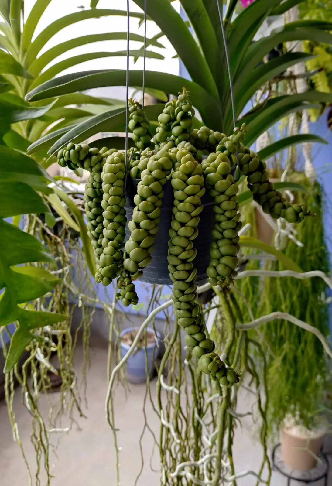 ディスキディア・ドラゴンジェイド