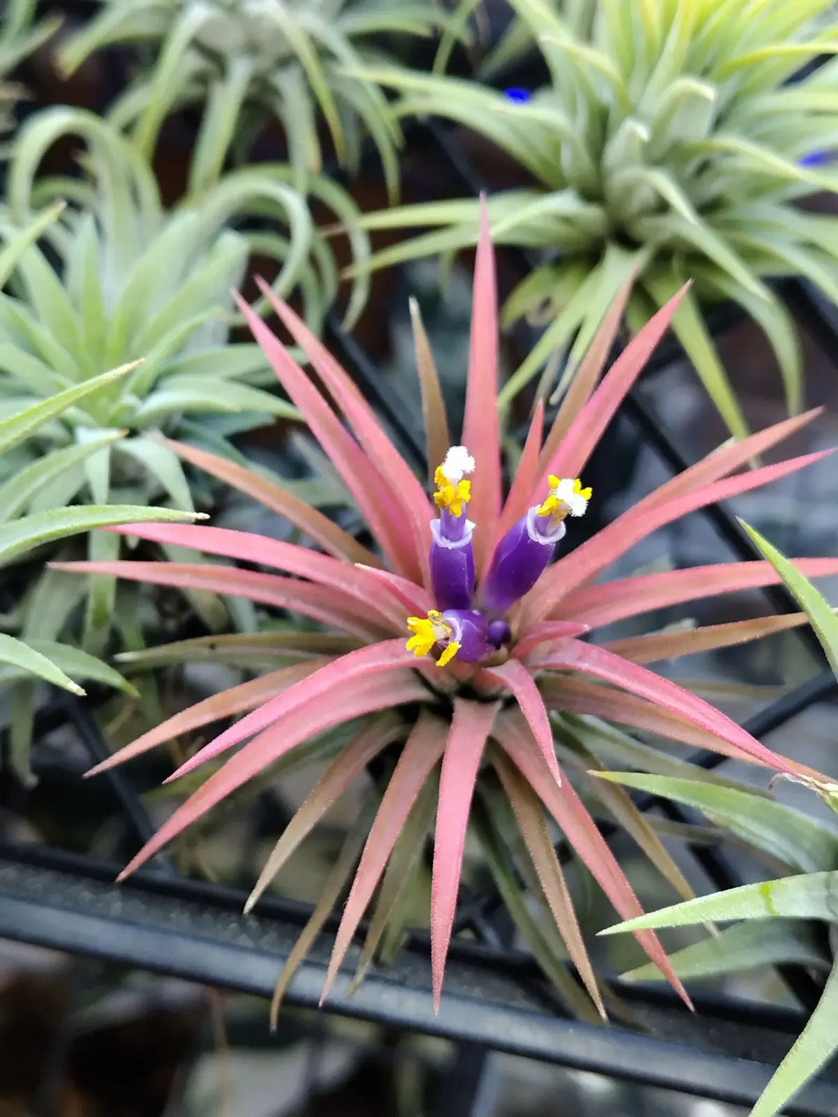 ティランジア　イオナンタ　バリエガータ