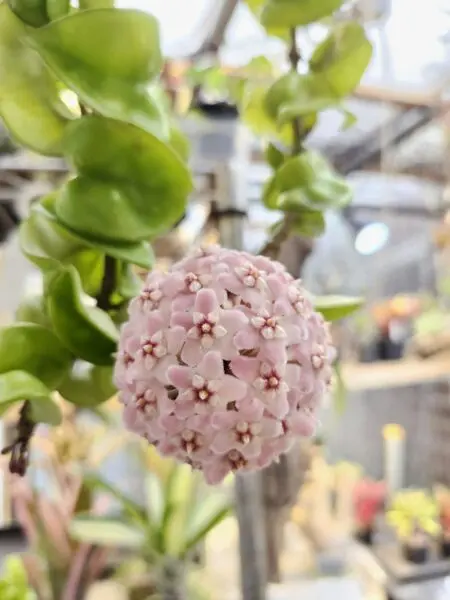 ホヤ カルノーサコンパクタ 花