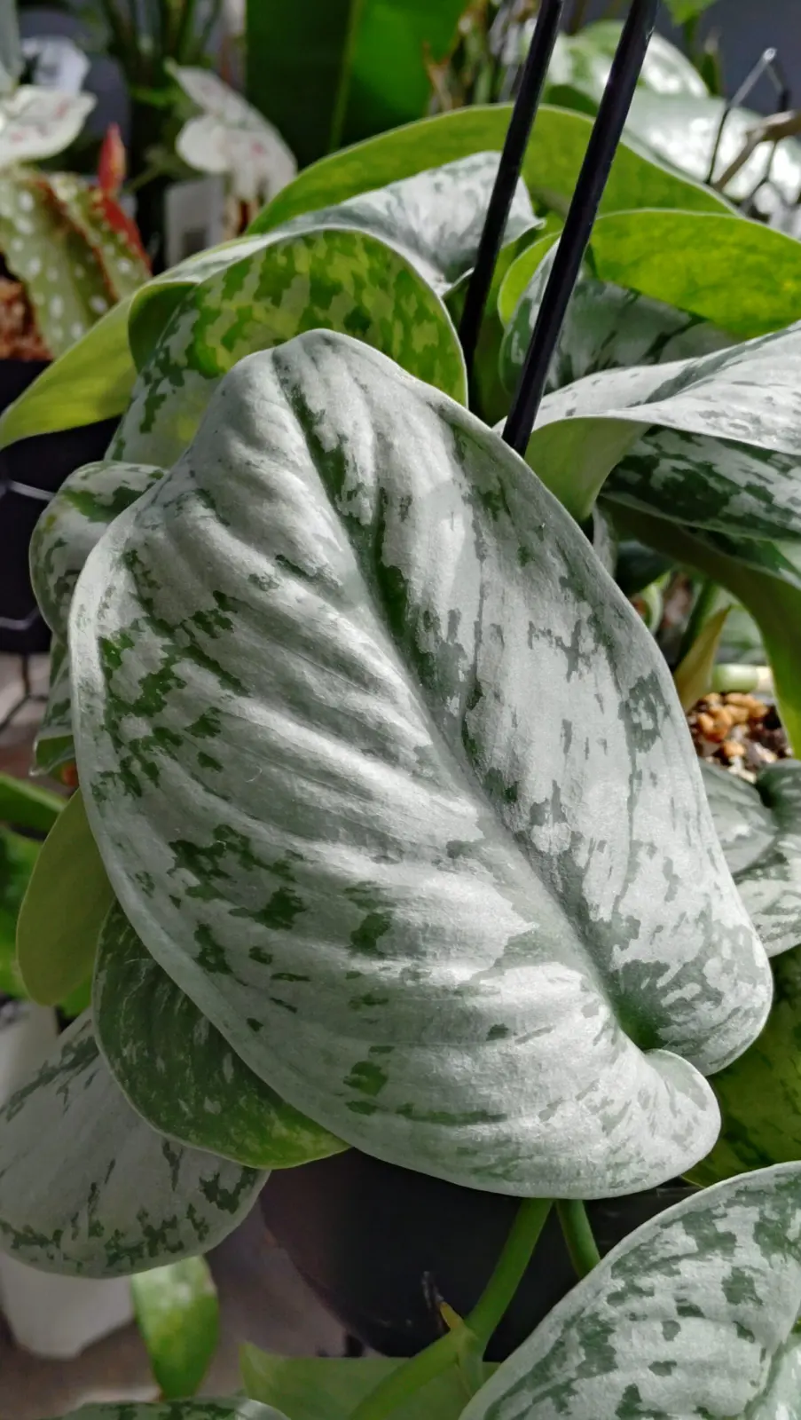 スキンダプサス・トレビー