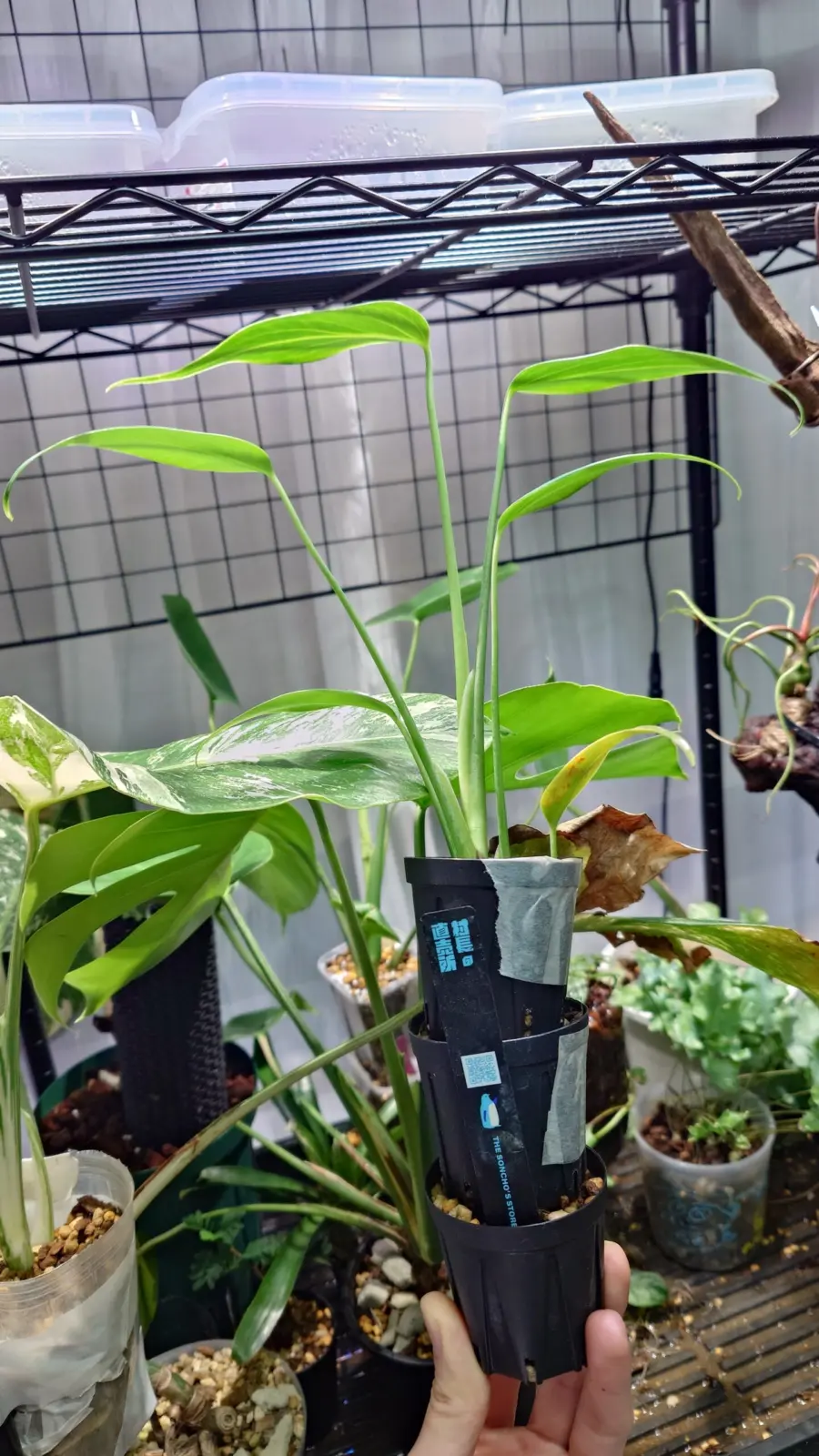 モンステラ バールマルクスフレーム