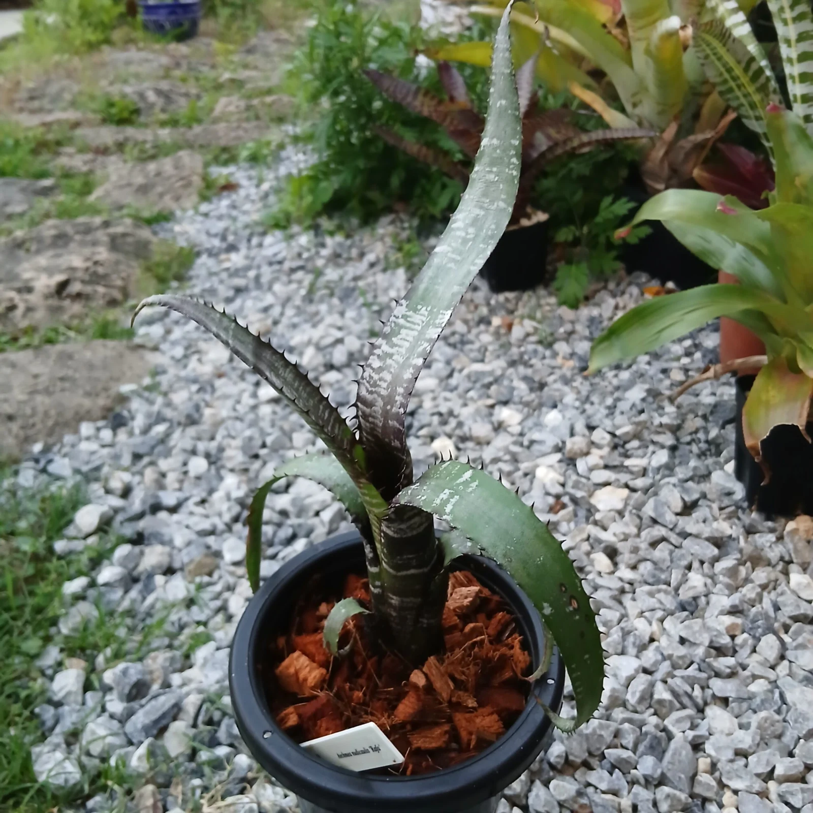 エクメア　ヌディカウリス　ラファ