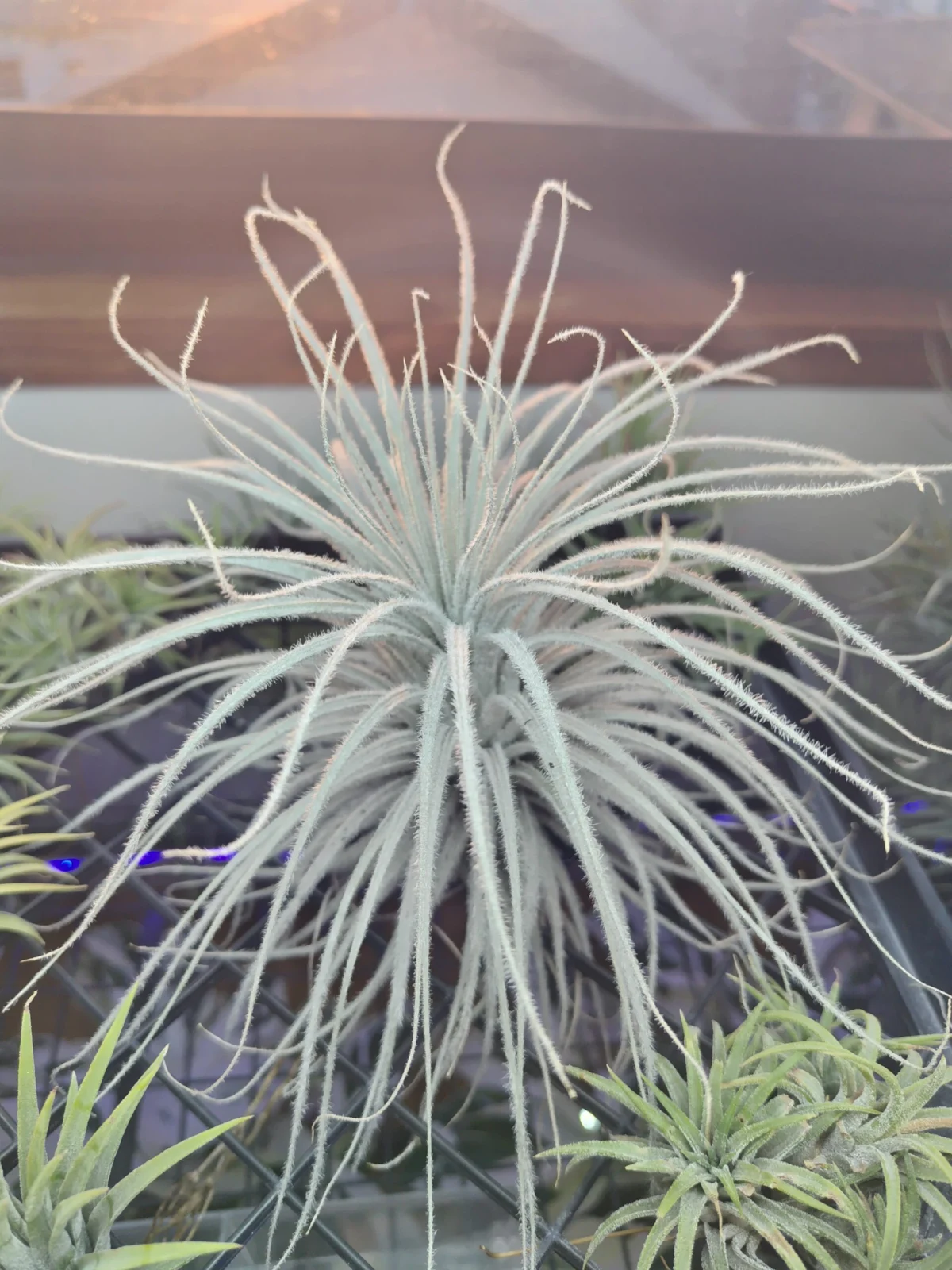 ティランジア テクトラム