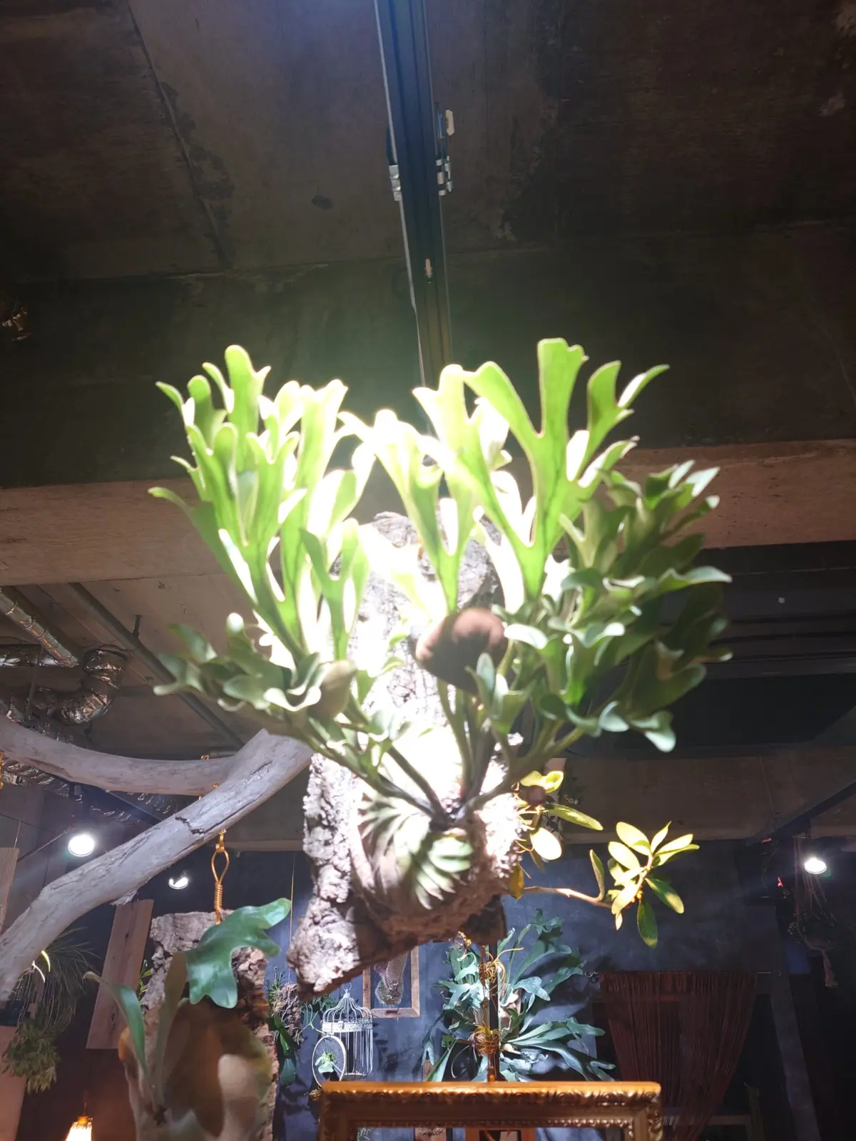 ビカクシダ　リドレイ