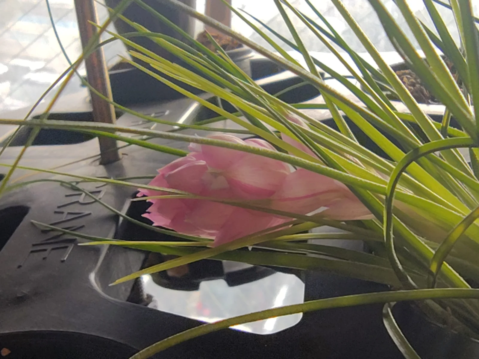 ティランジア マナ