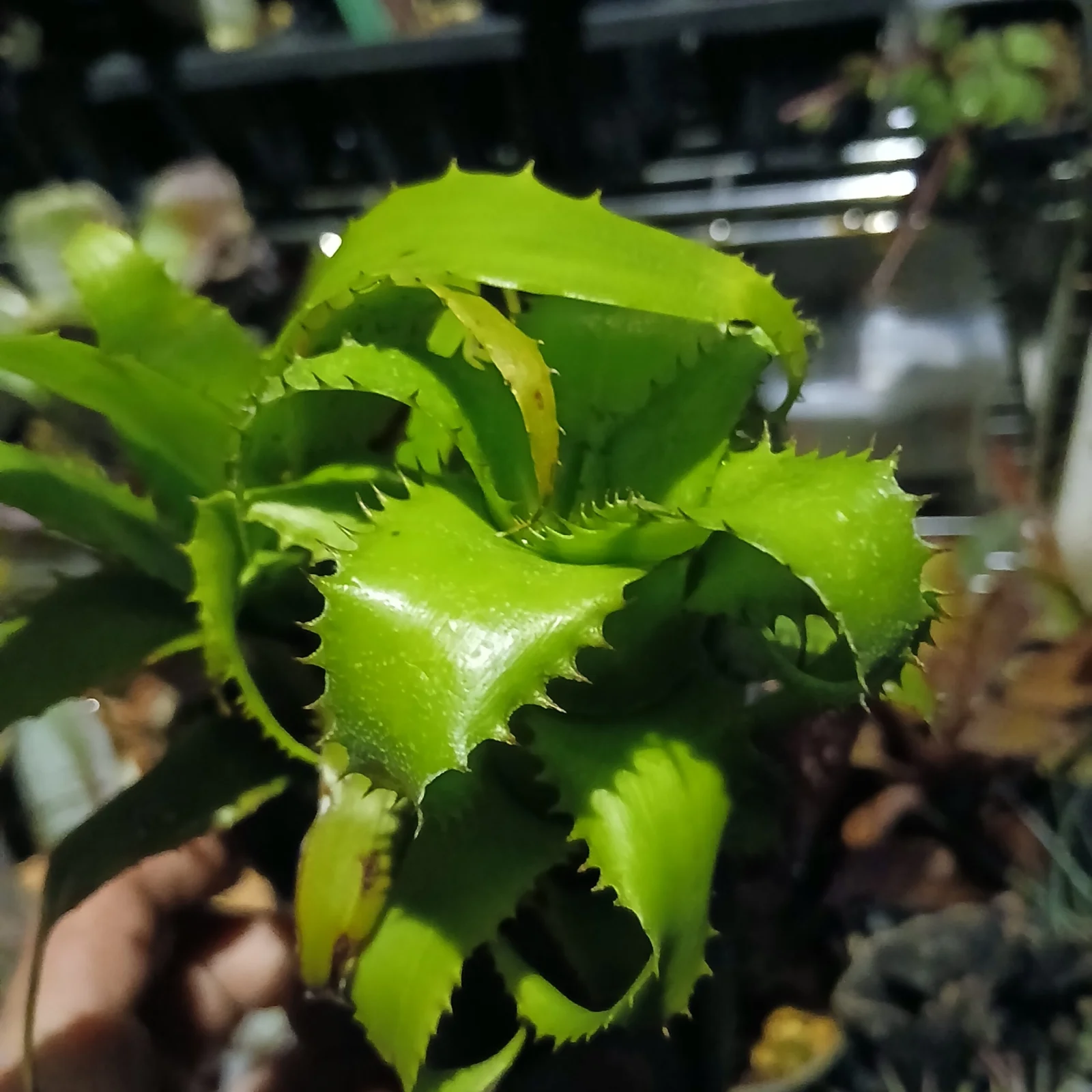 ハイラエアイカム　ムーレアナ