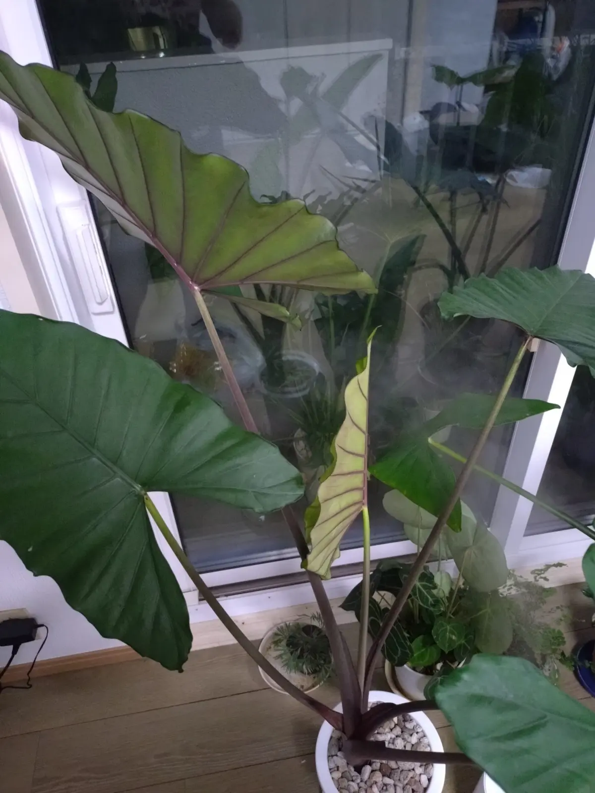 アロカシア スモー