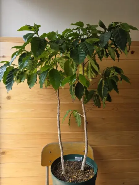 コーヒーノキ 100均