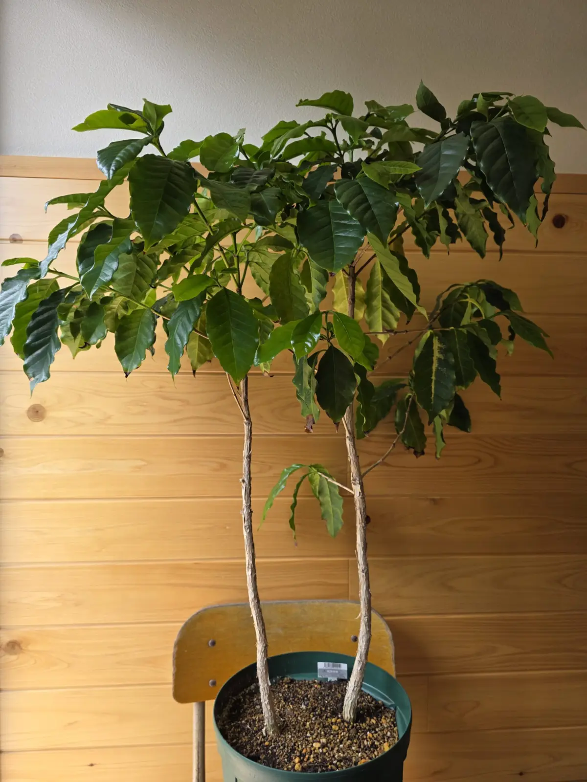 コーヒーノキ 100均