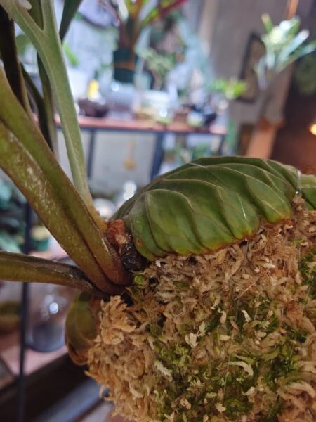 ビカクシダ　リドレイ　脇芽(2度目)