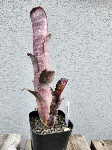 ビルベルギア アンコール ①