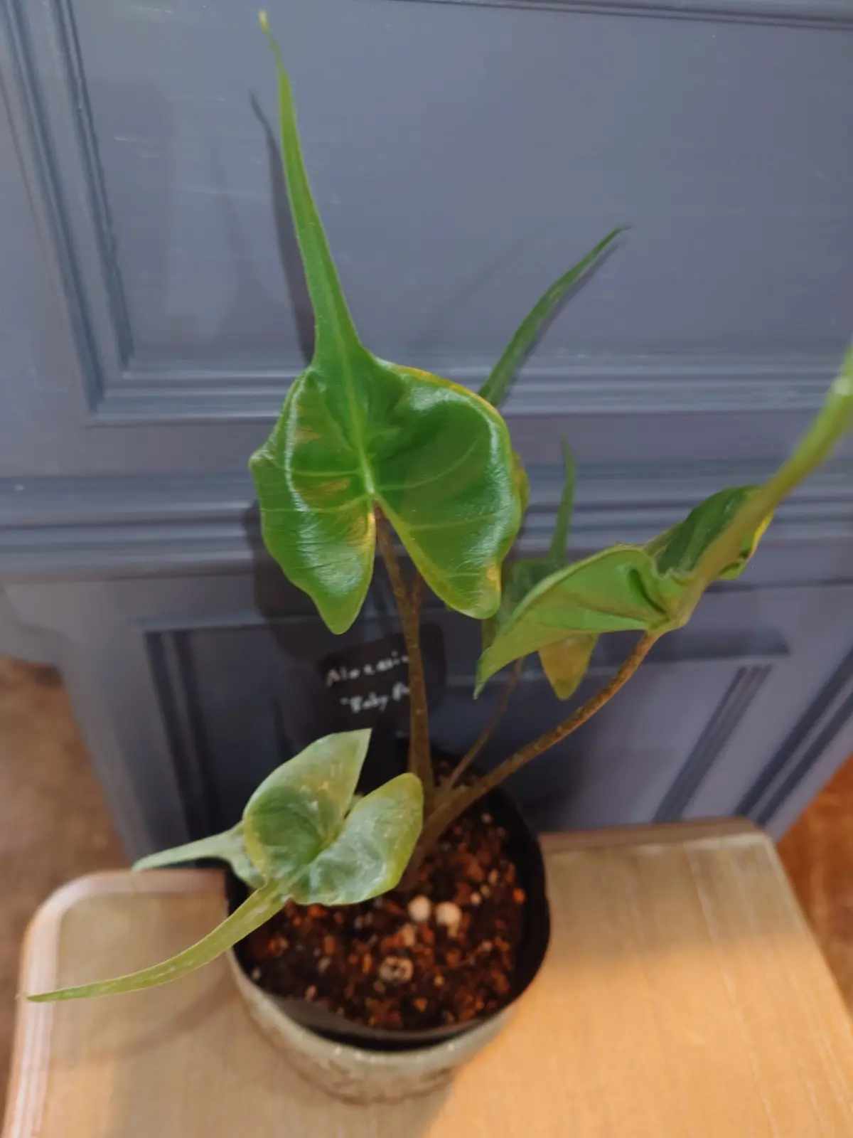 アロカシア　ベイビーレイ　スティングレイ