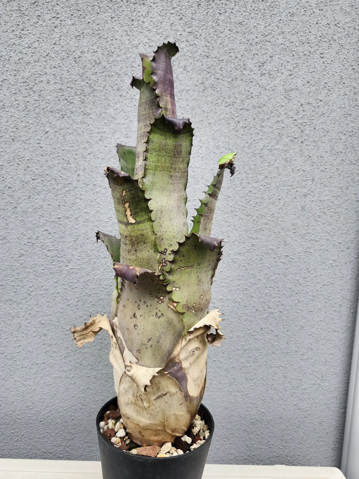 ホヘンベルギア　サンドラズマウンテン