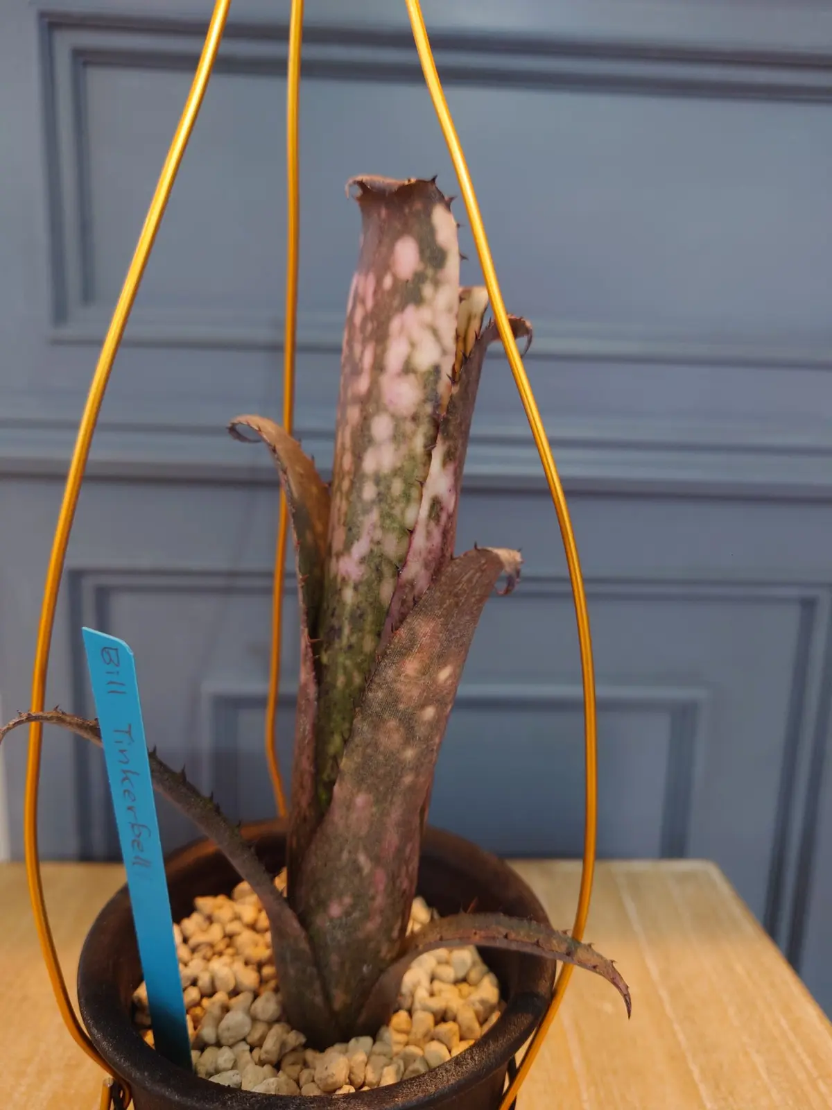 ビルベルギア　ティンカーベル