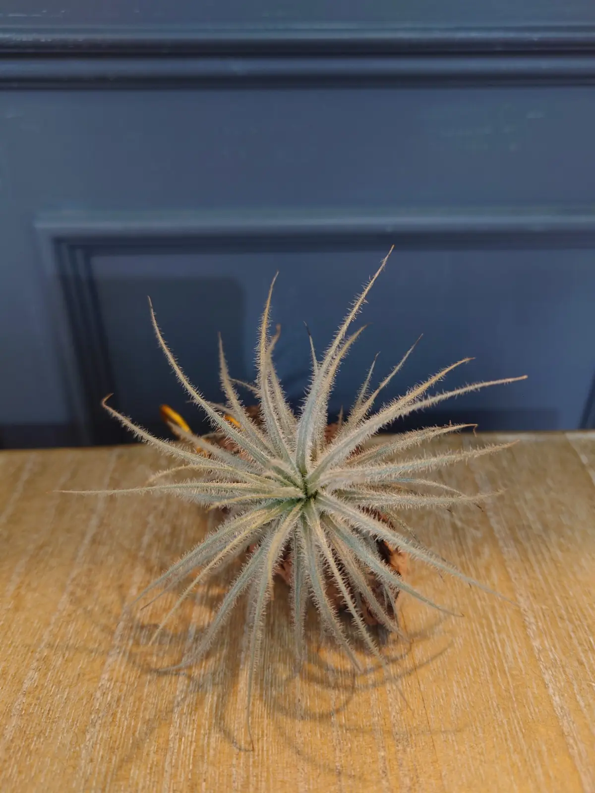 ティランジア　テクトラム