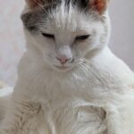 YUKICHIのアバター