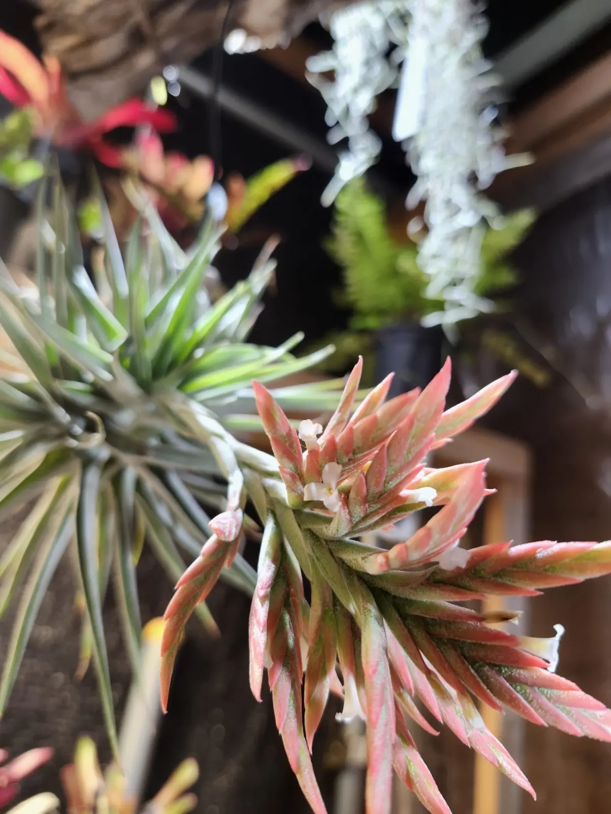 チランジア ディディスティカ 　花