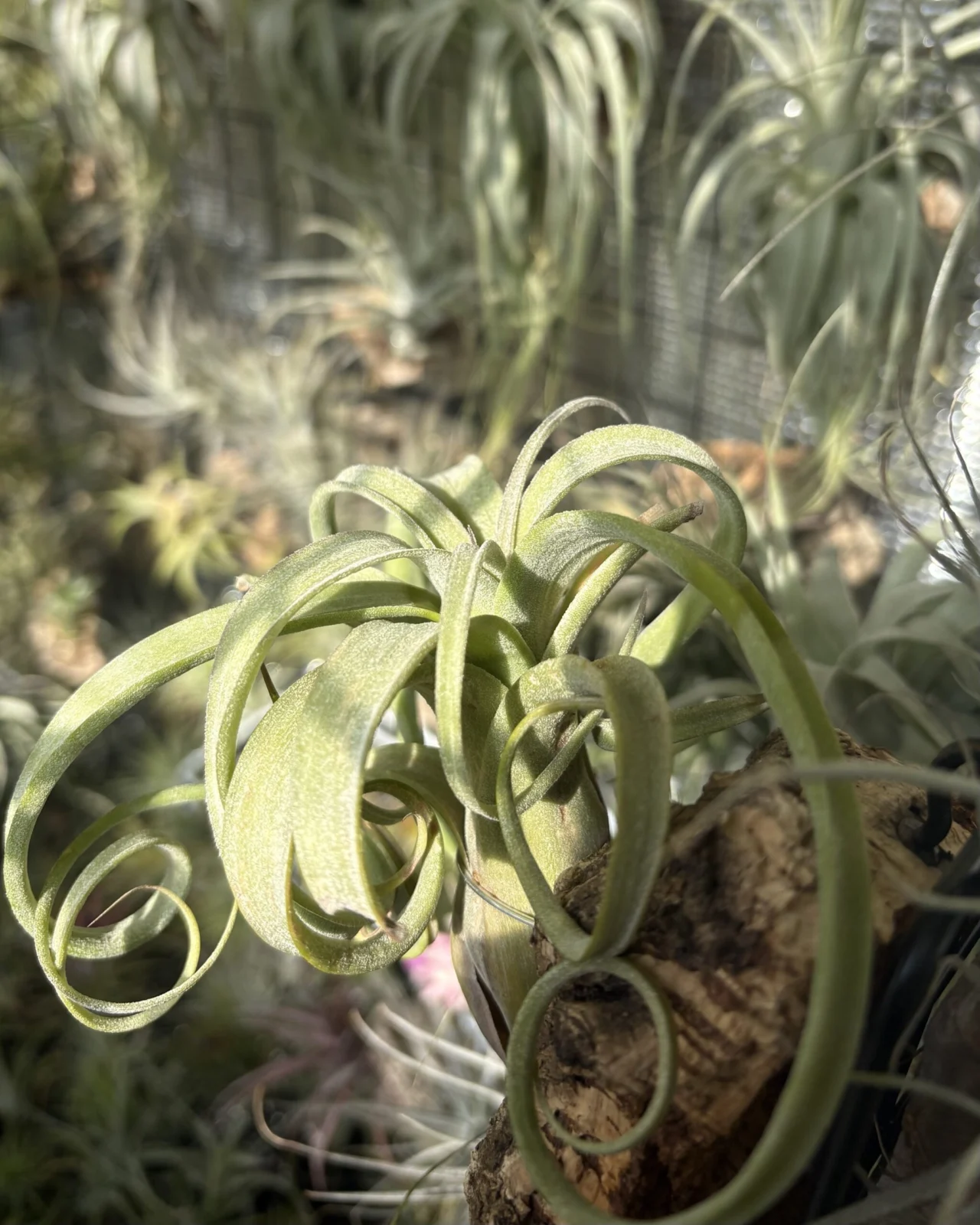 ティランジア カーリースリム