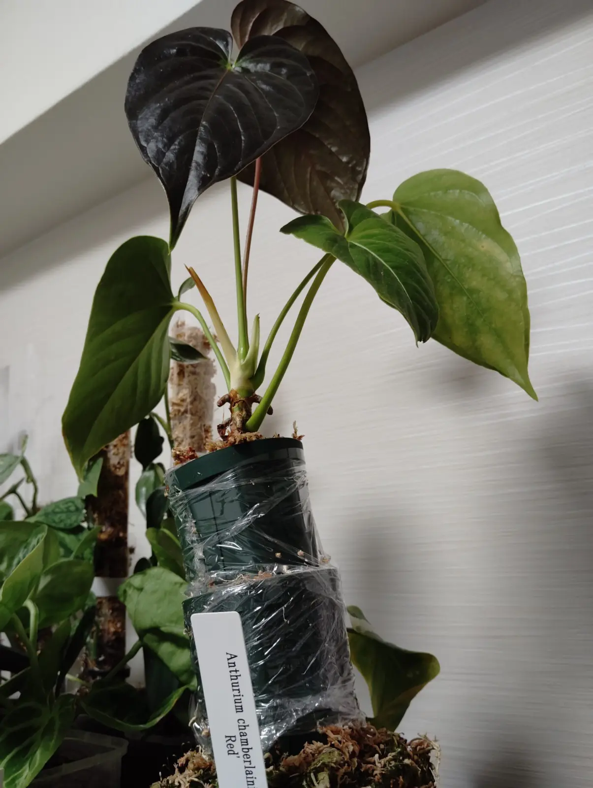 アンスリウム ロムズレッド ダサい園芸