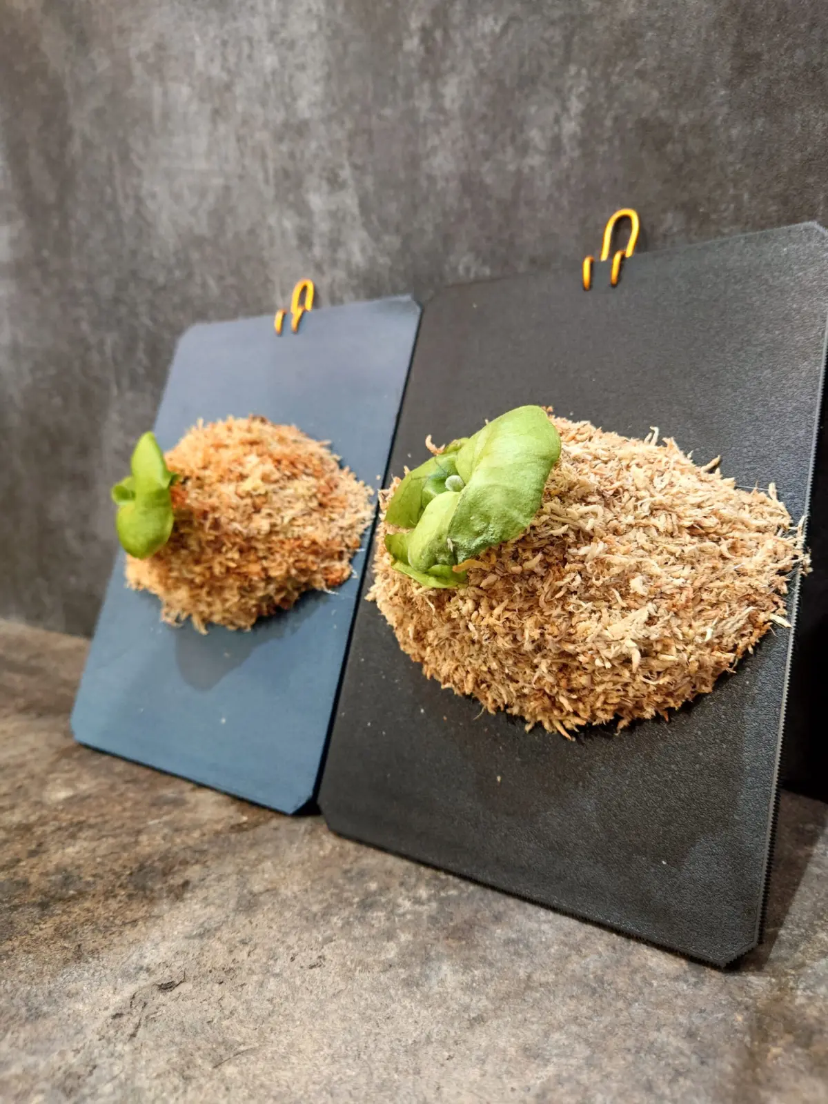 ビカクシダ　リドレイ　胞子培養