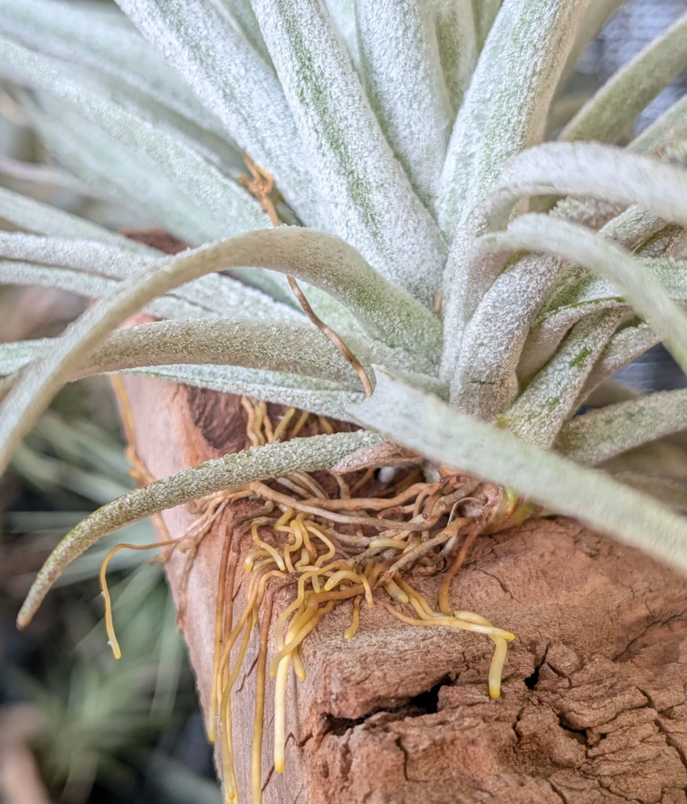 ティランジア コットンキャンディ