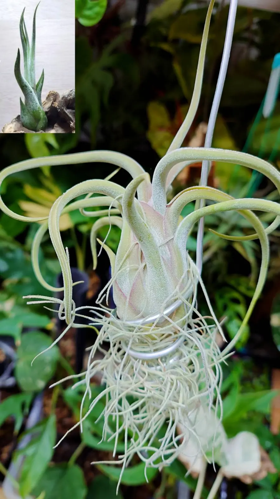 ティランジア　カプトメデューサエ