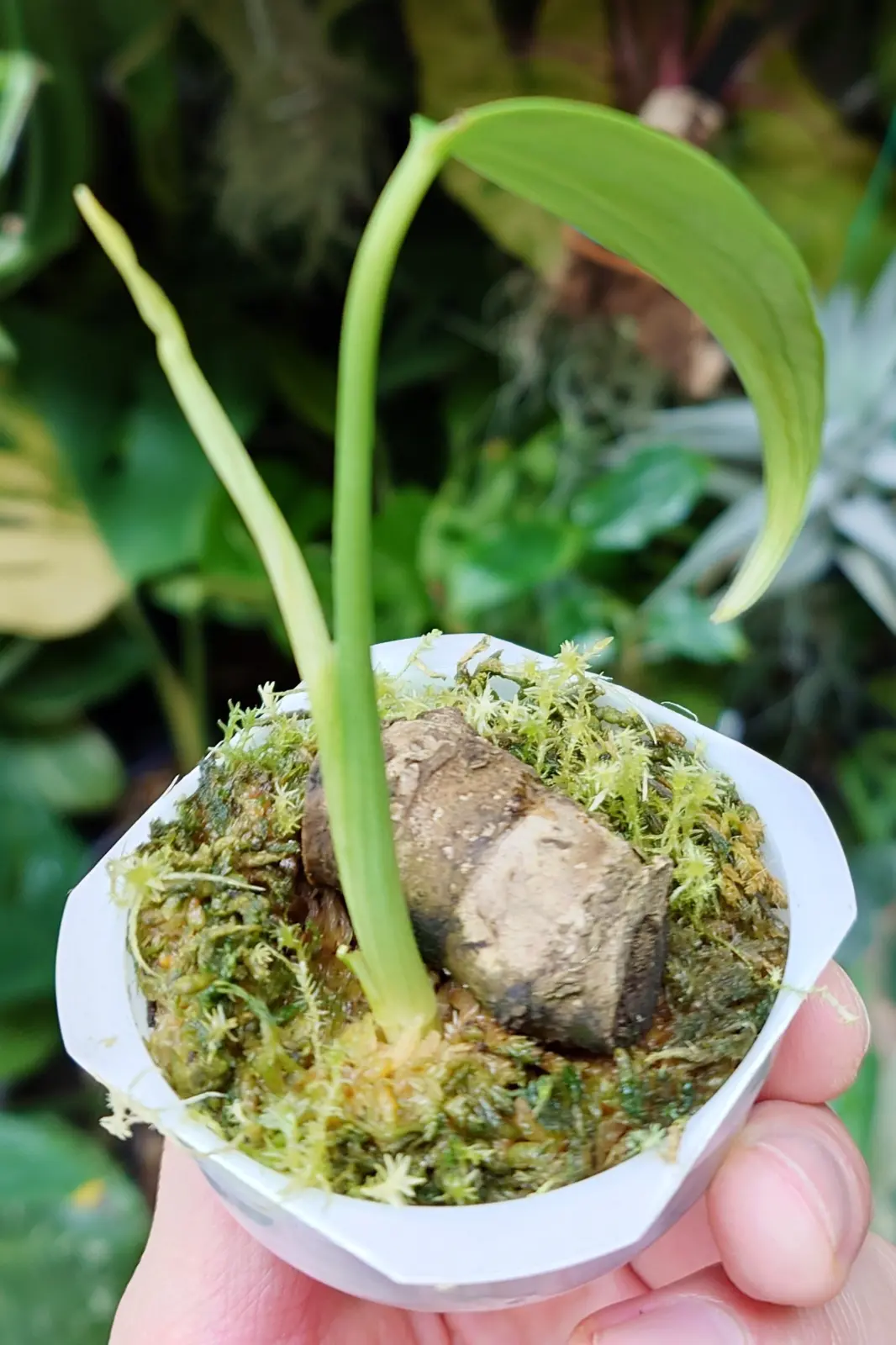 モンステラ バールマルクスフレーム oc