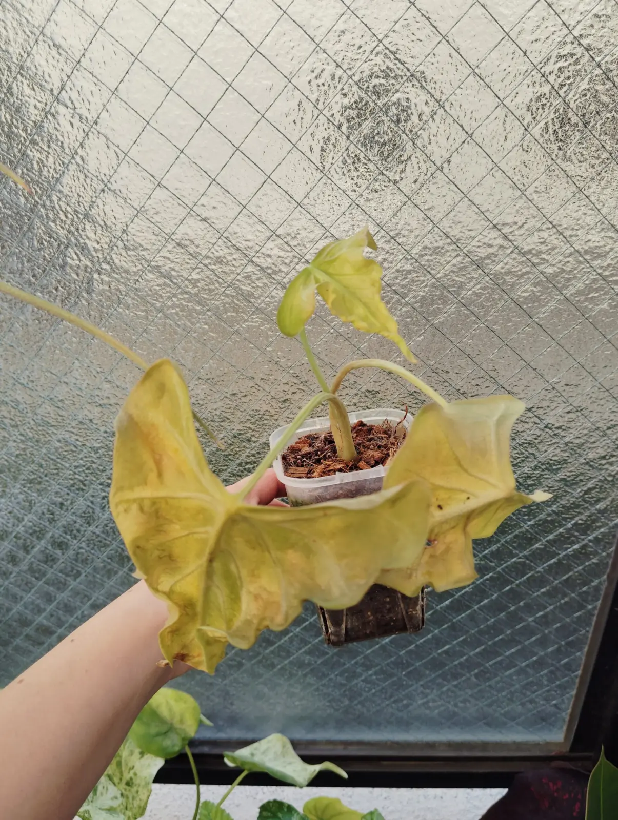 アロカシア　ロコ　枯れ　根腐れ