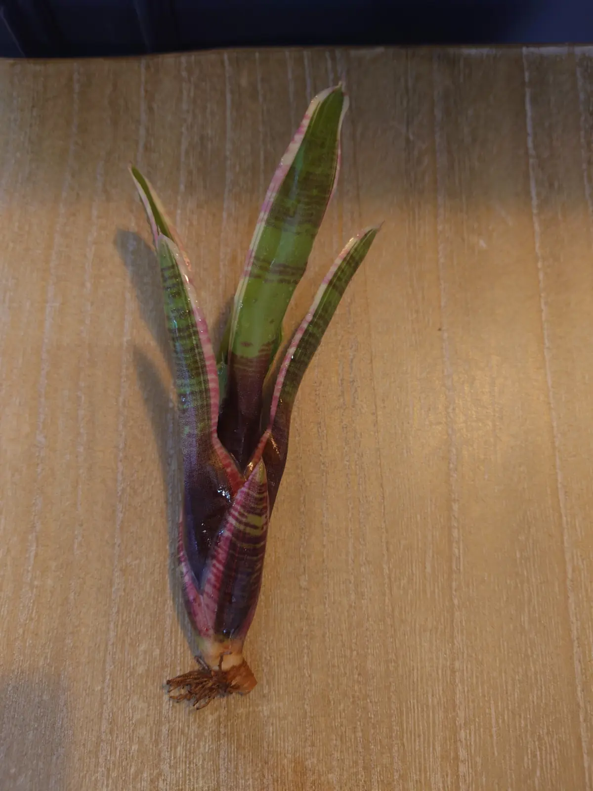 ネオレゲリア　キュリオ