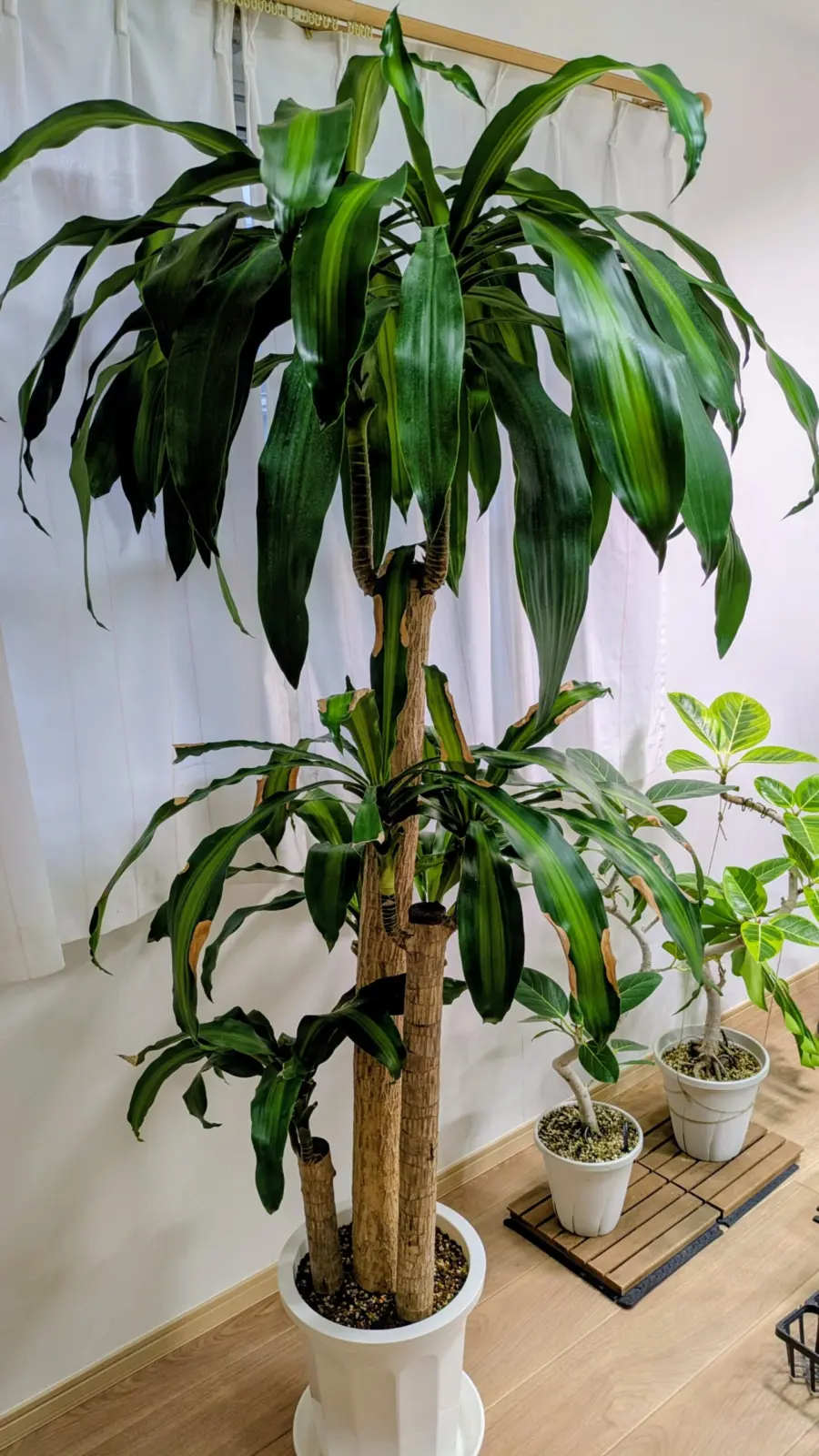 ドラセナ マッサンアゲナ