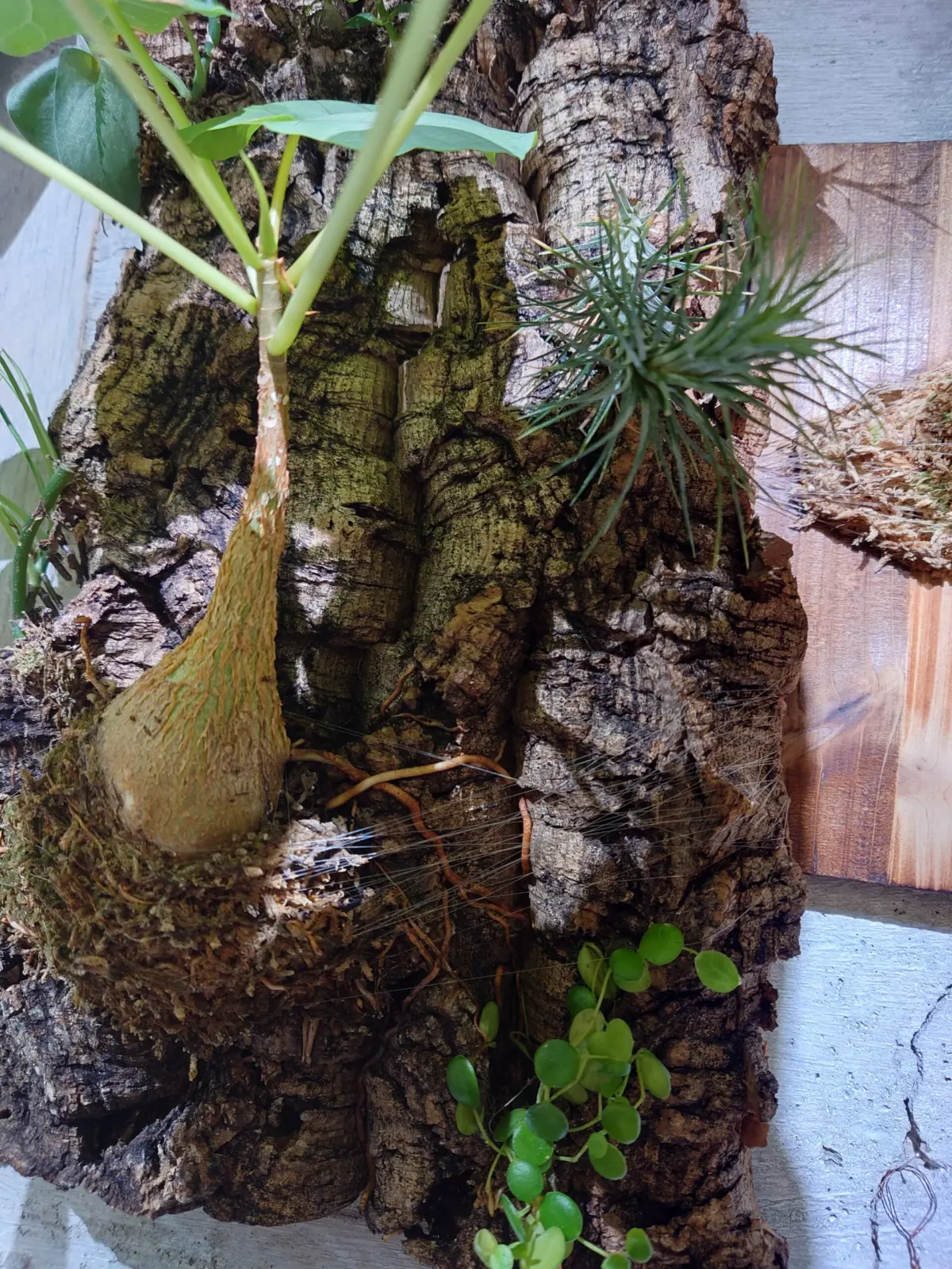 フィカス　ペティオラリス