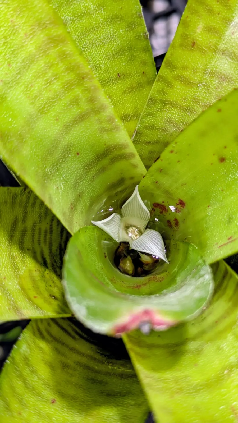 ネオレゲリア　アンプラセア　花