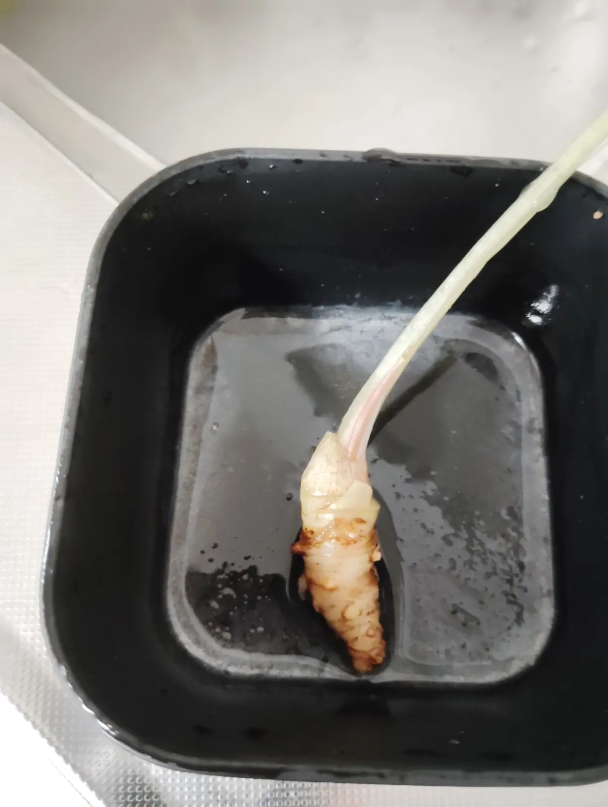 アロカシア　ロコ　枯れ　根腐れ