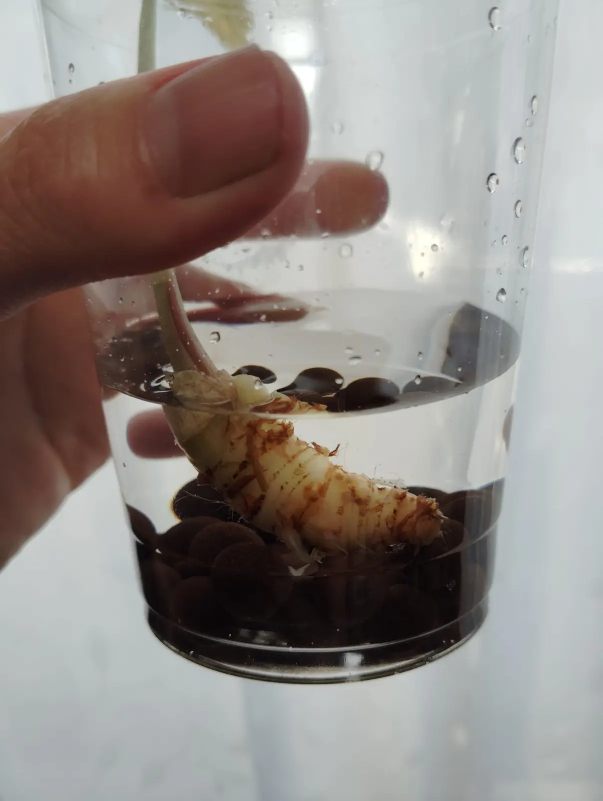 アロカシア　ロコ　枯れ　根腐れ　水差し