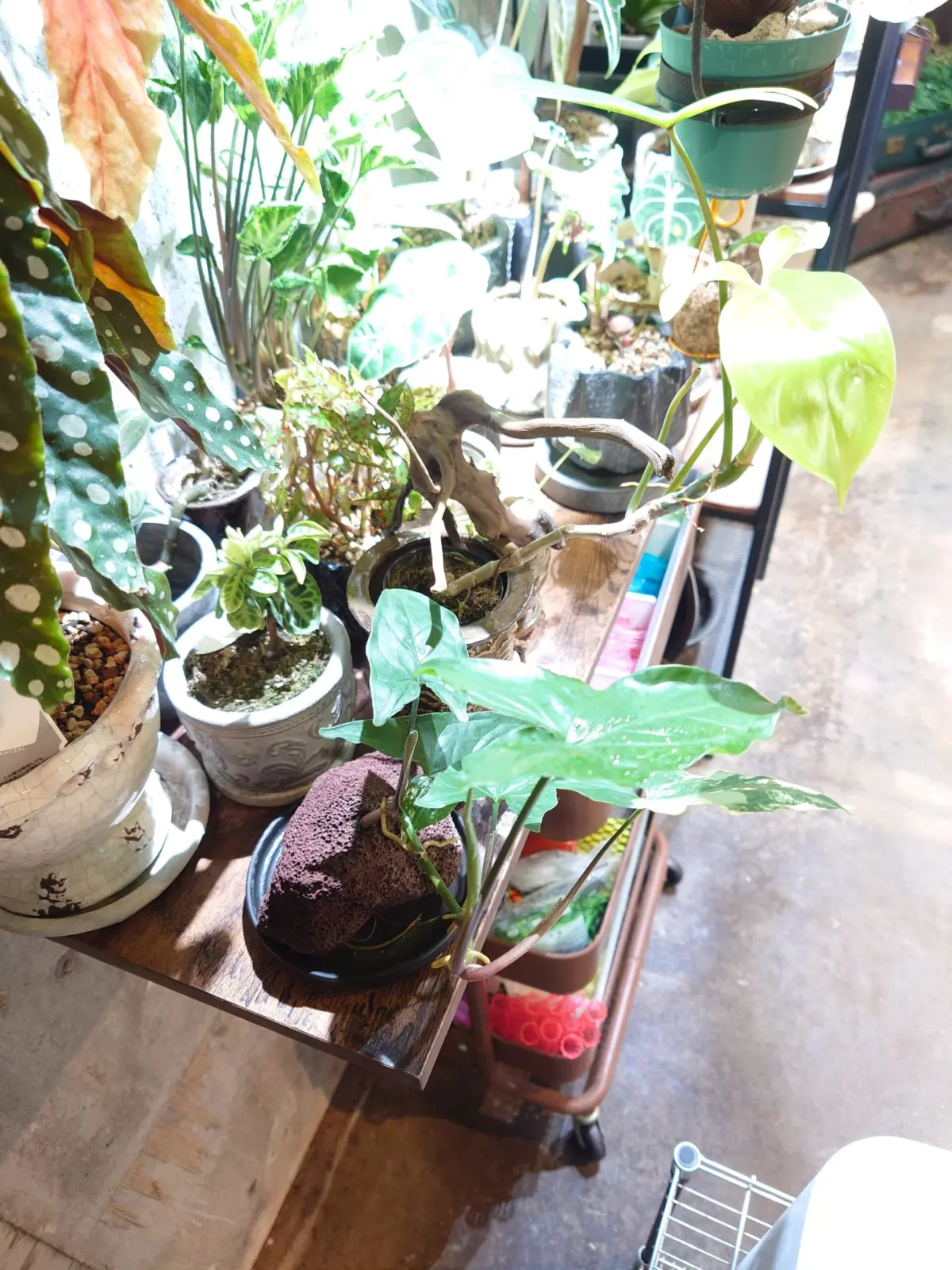 シンゴニウム　フレンチマーブル