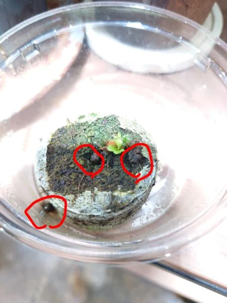 ビカクシダ　リドレイ　脇芽摘出