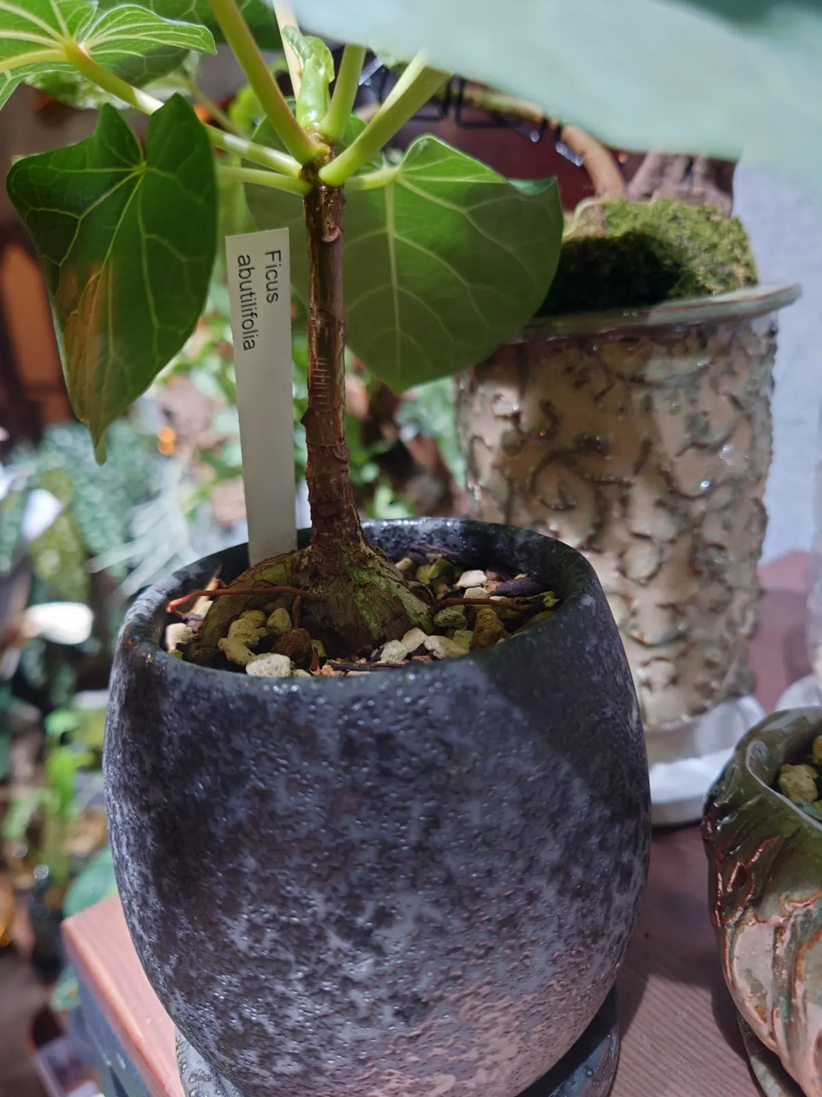 フィカス　アブチリフォリア