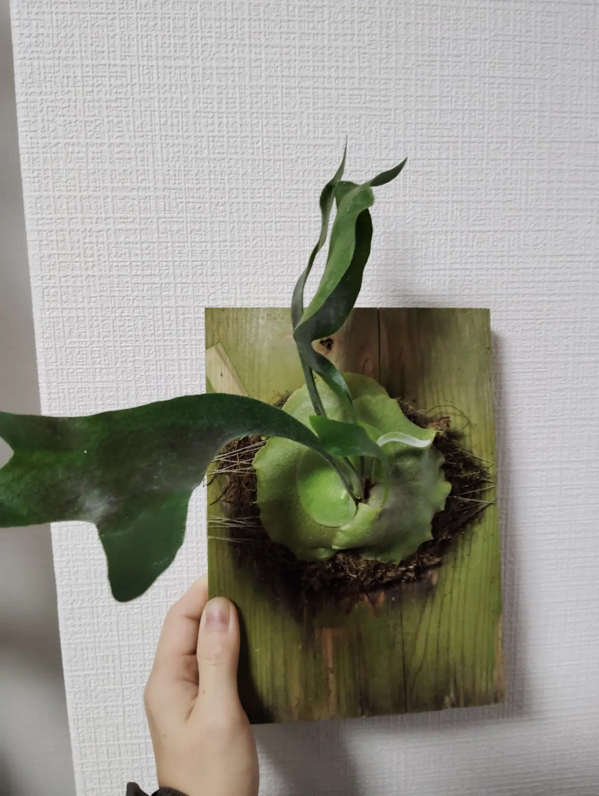 ビカクシダ　広葉×マジュス