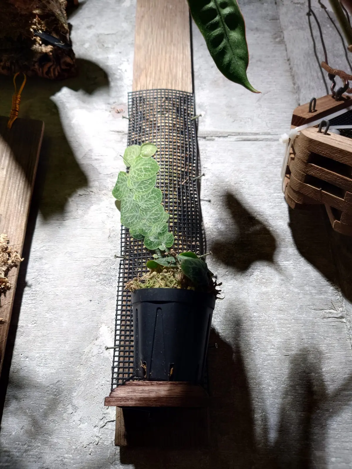 ラフィドフォラ　クリプタンサ