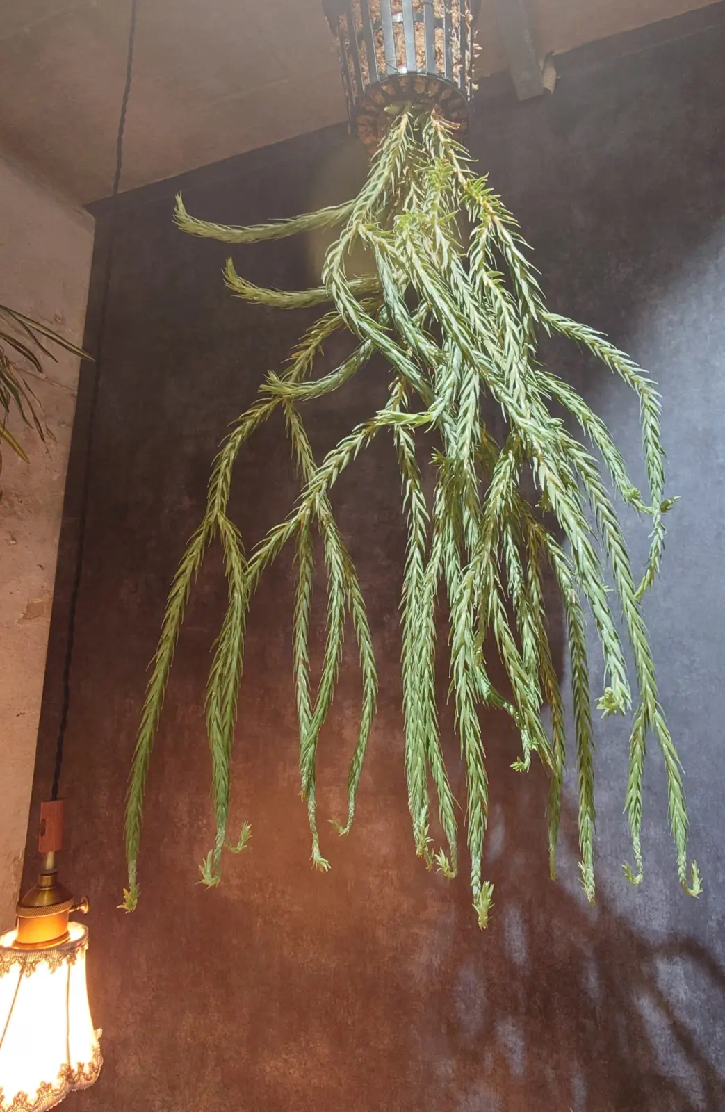 フペルジア　カリナータ