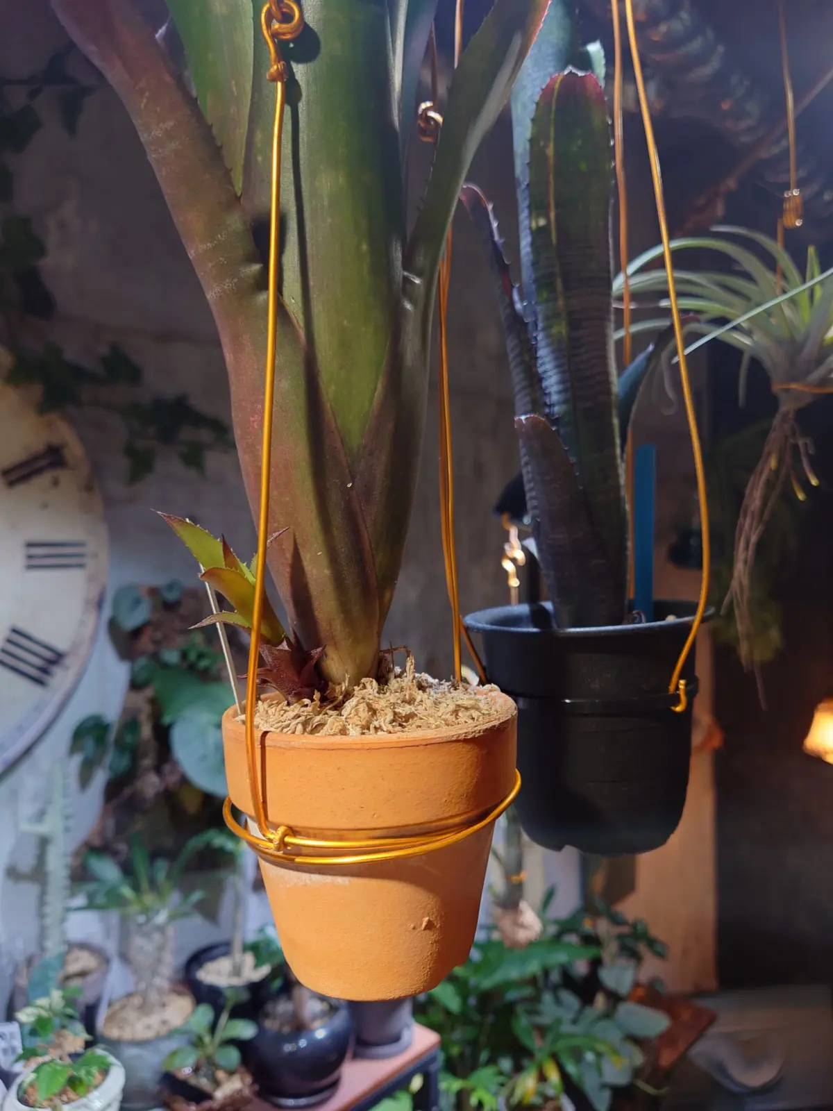 ビルベルギア　ハレルヤ　子株