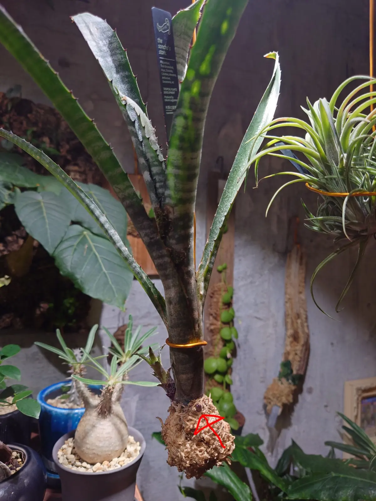 ビルベルギア　パイプライン