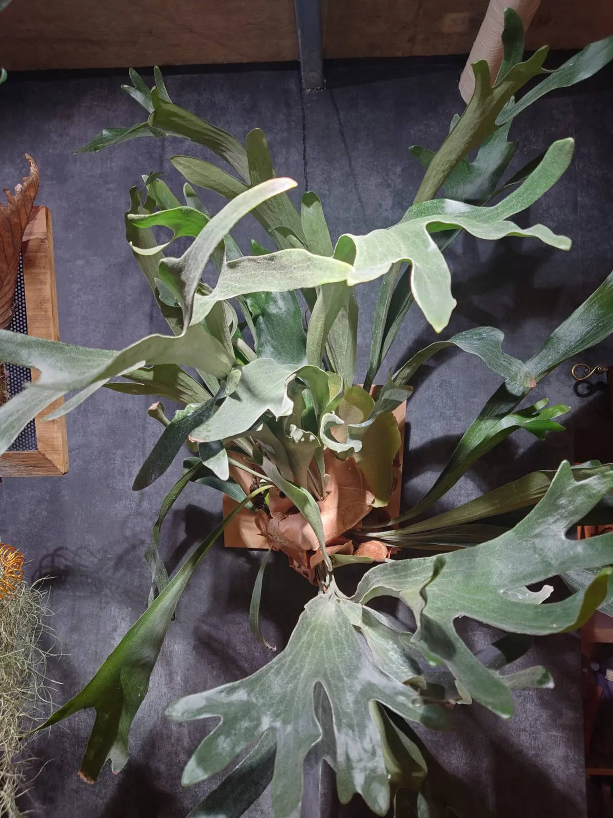 ビカクシダ　ネザーランド