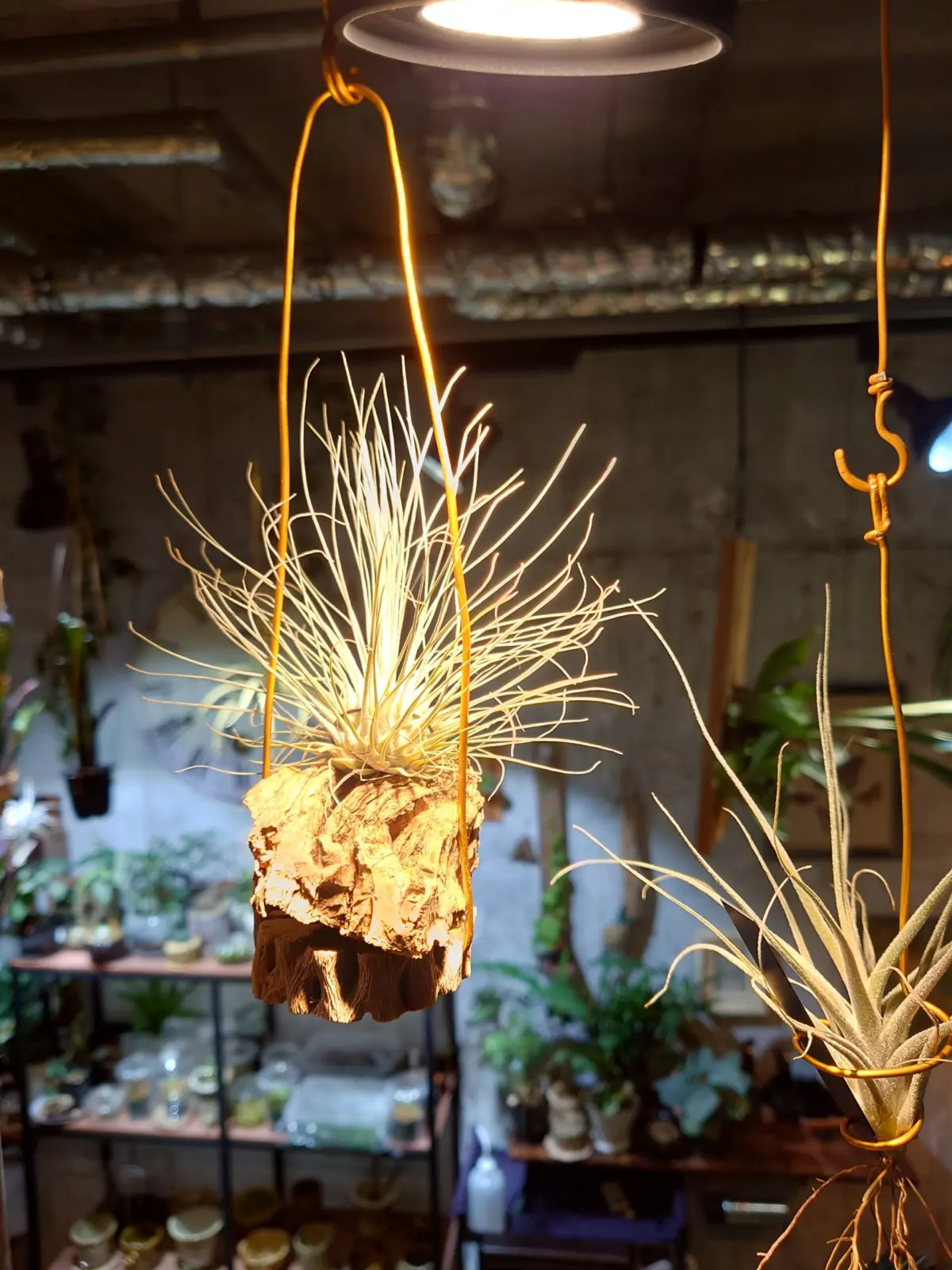 ティランジア　フックシー