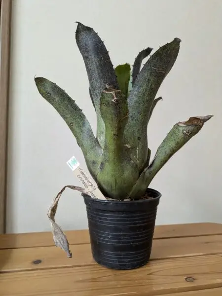 ホヘンベルギア　レオポルドホルスティ