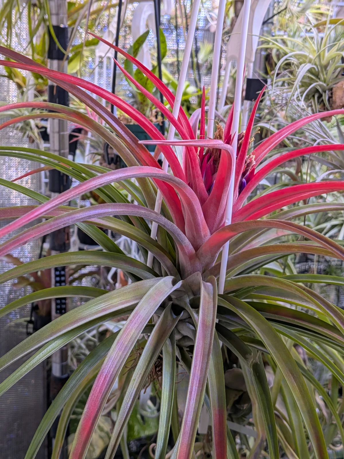 ティランジア　ウトリキュラータ　？