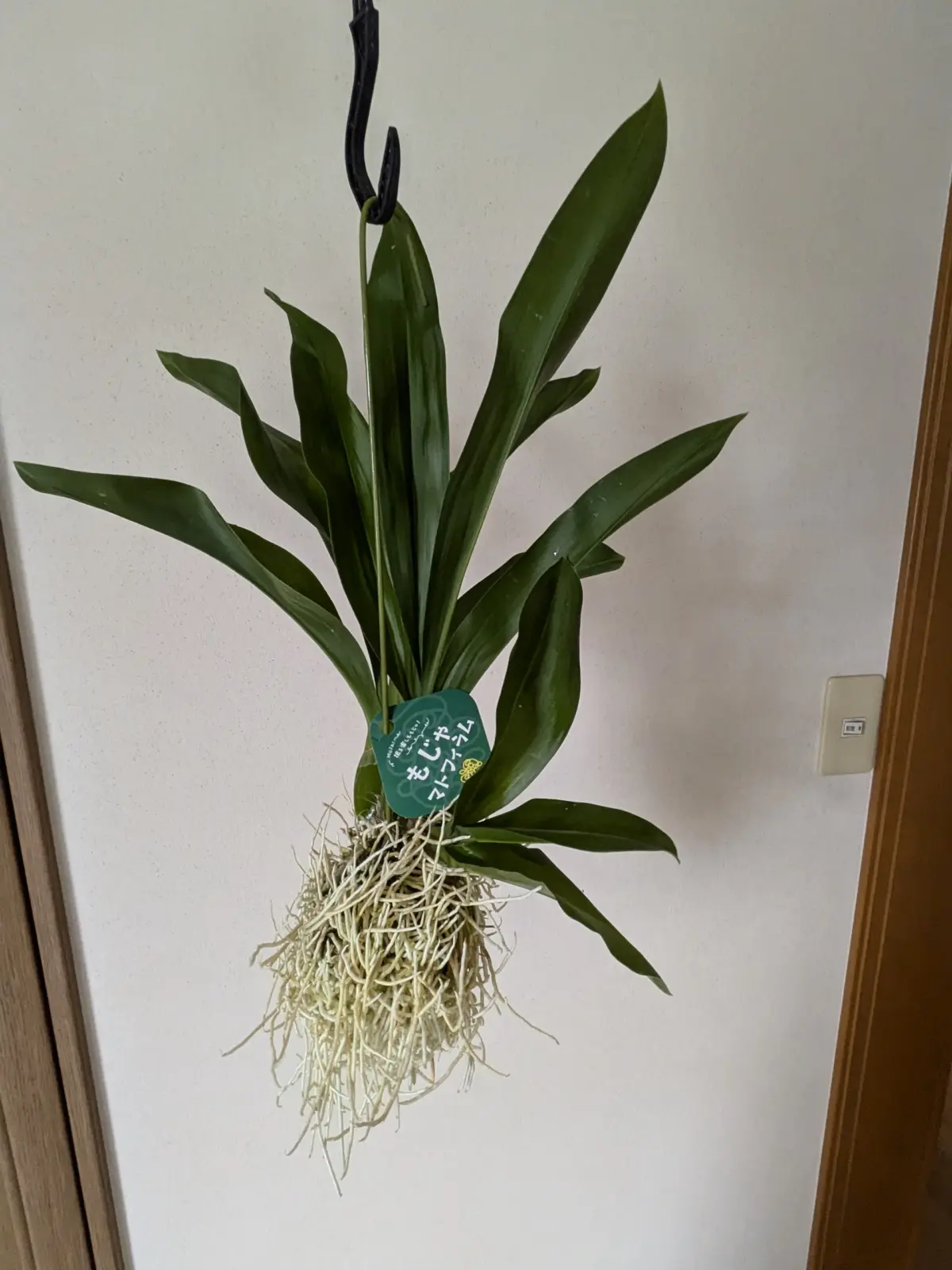 グラマトフィラム　洋蘭