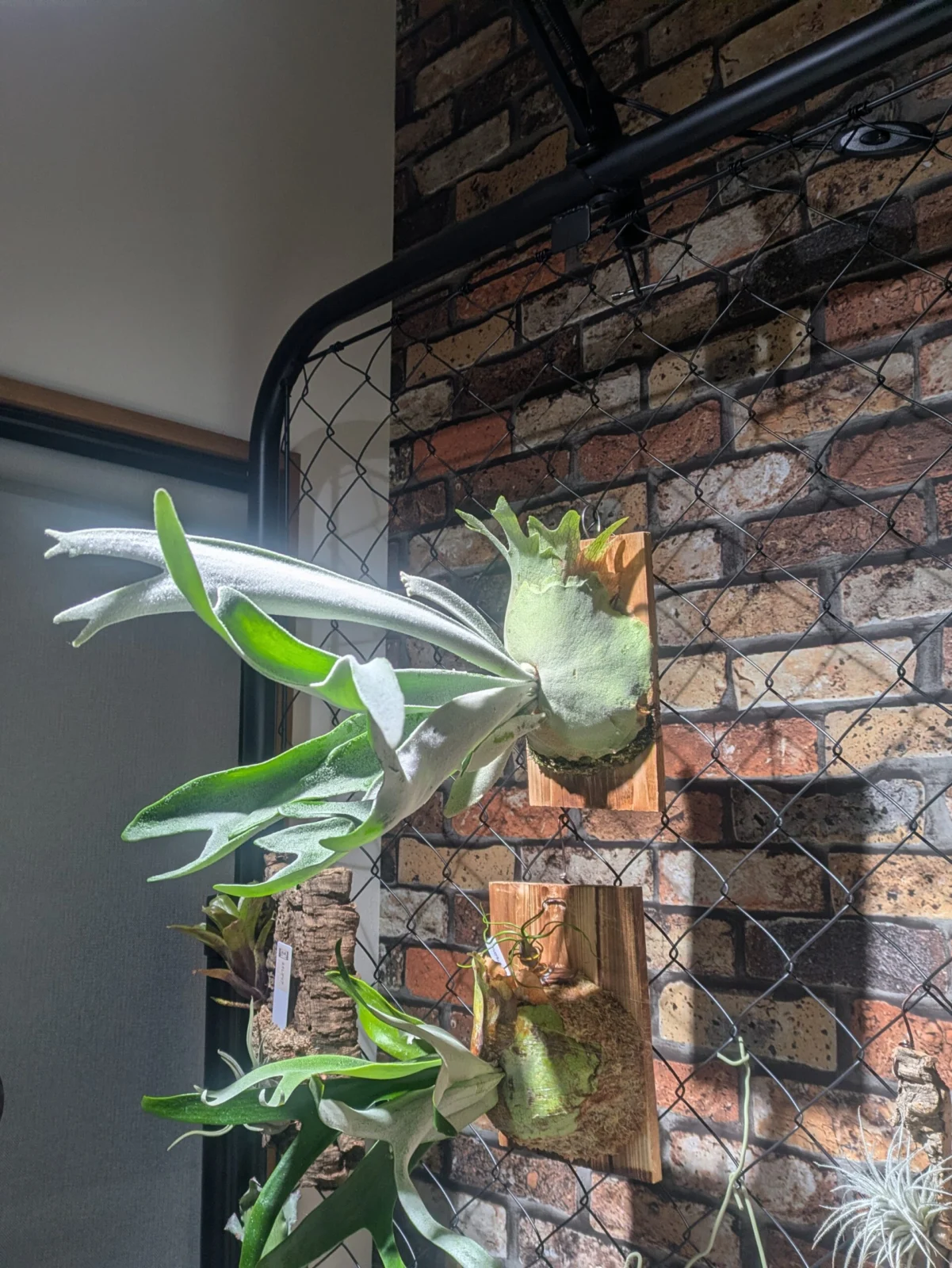 ビカクシダ　ピューチャン　f304