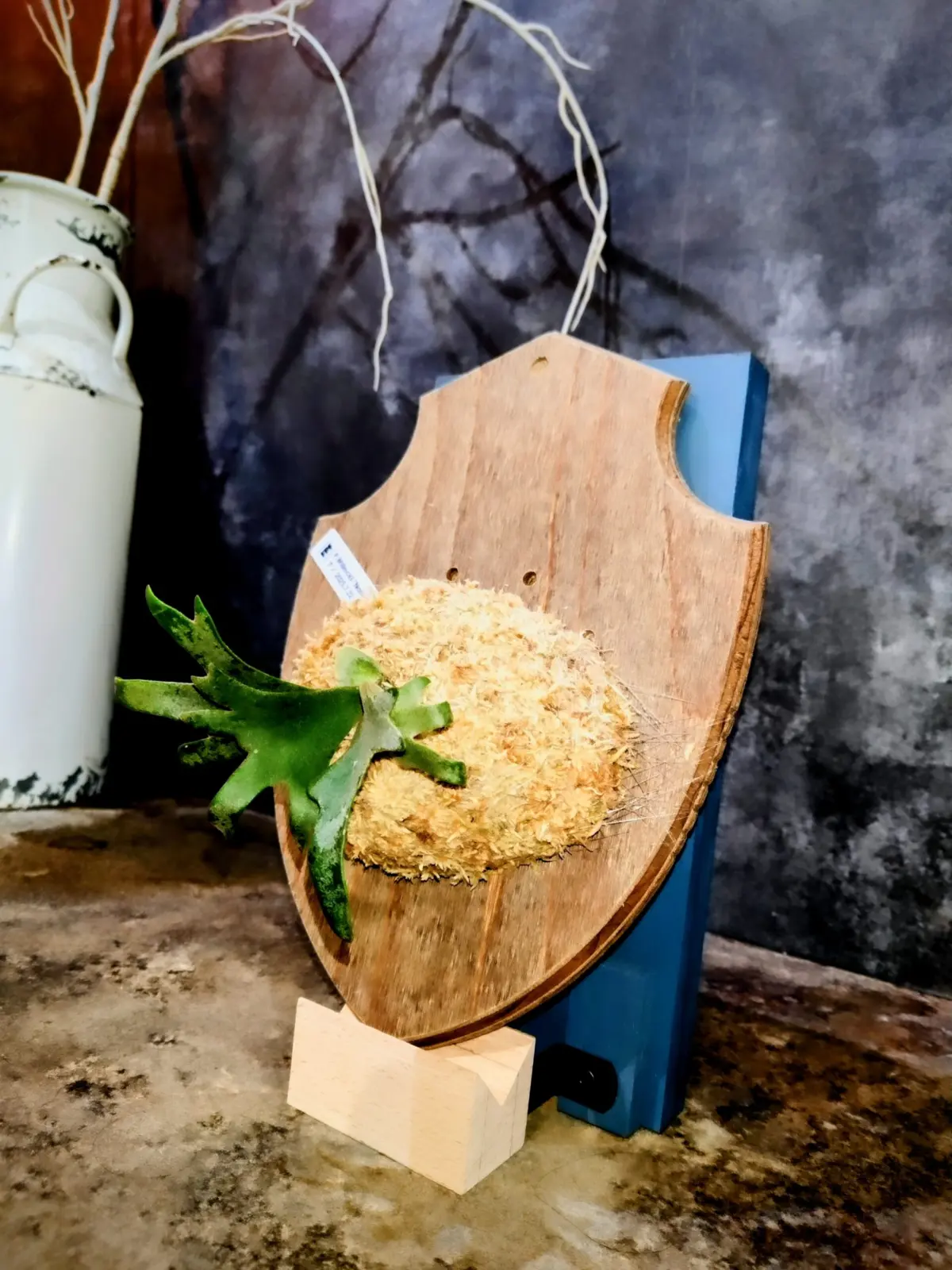 ビカクシダ　ウィリンキー　ナノ