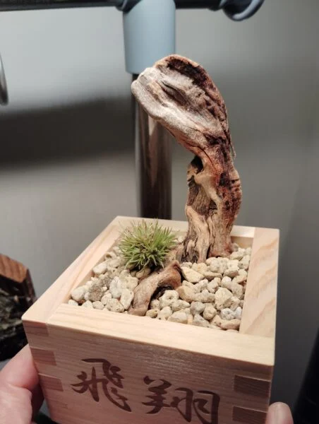 エアプランツ ティランジア アエラントス ティディベア BONSAI 正月仕立て